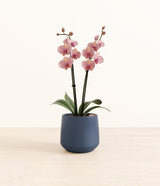 Caribbean Dream Orchid plant
