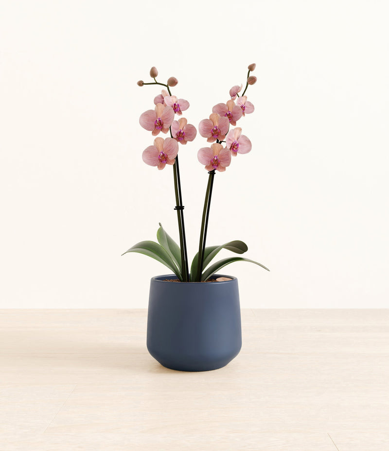 Caribbean Dream Orchid plant