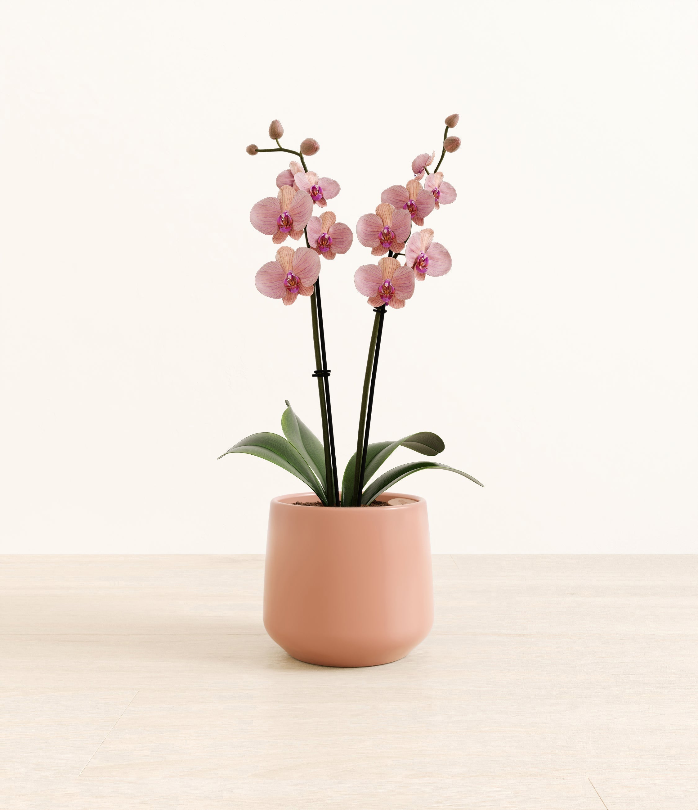 Caribbean Dream Orchid plant