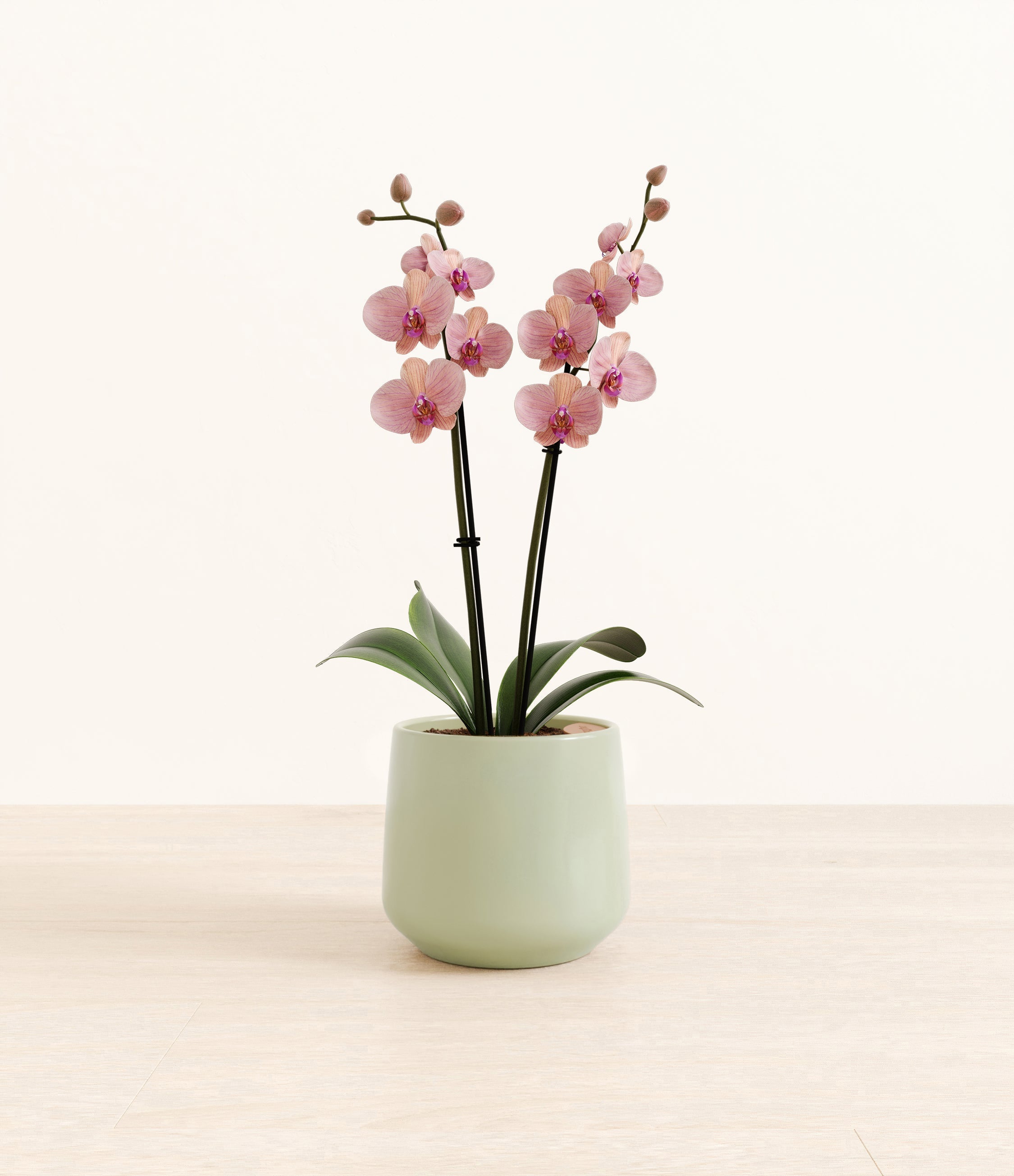 Caribbean Dream Orchid plant