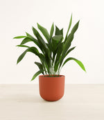 Cast Iron Plant plant