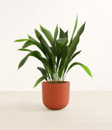 Cast Iron Plant plant