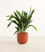 Cast Iron Plant plant