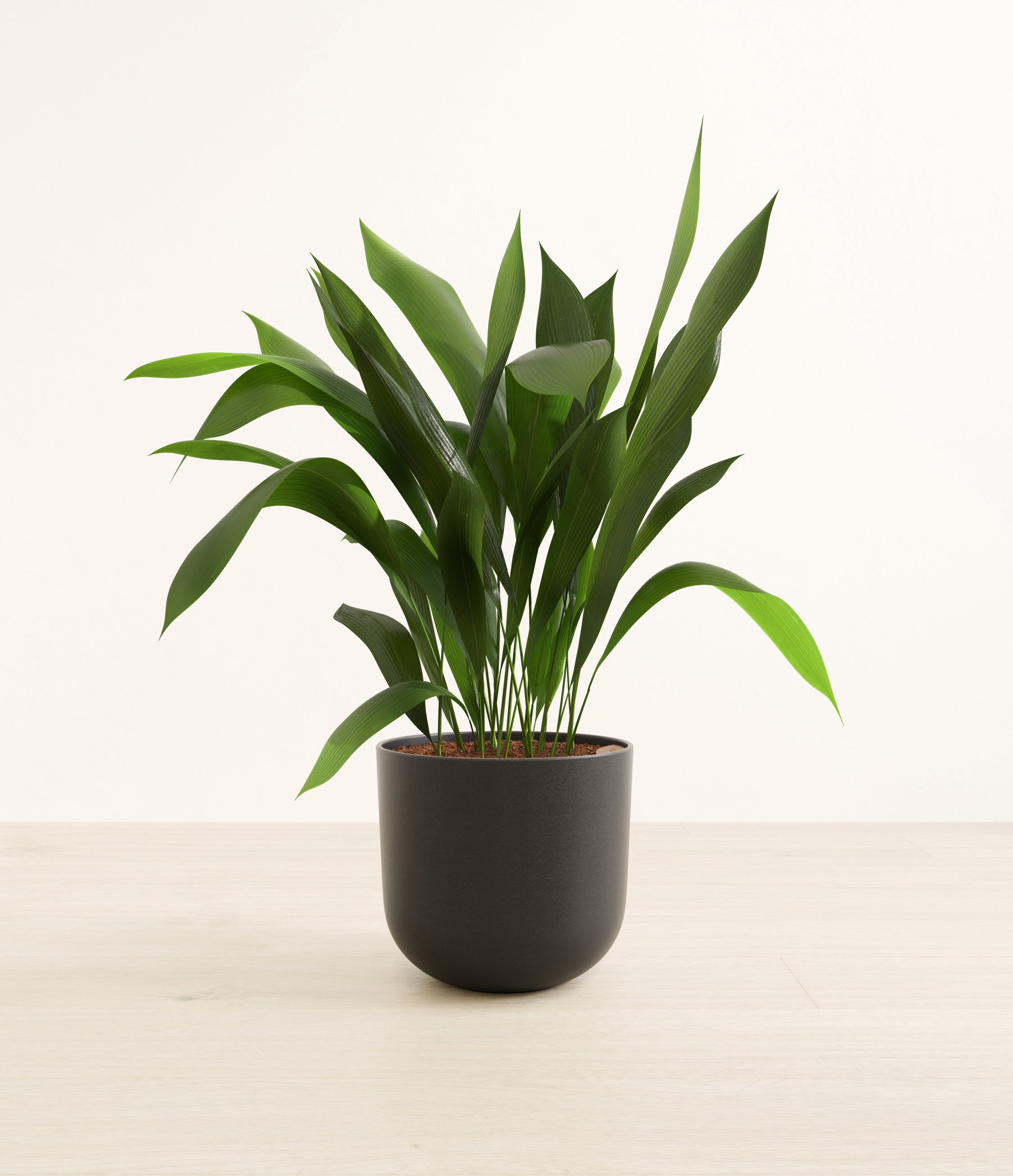 Cast Iron Plant plant