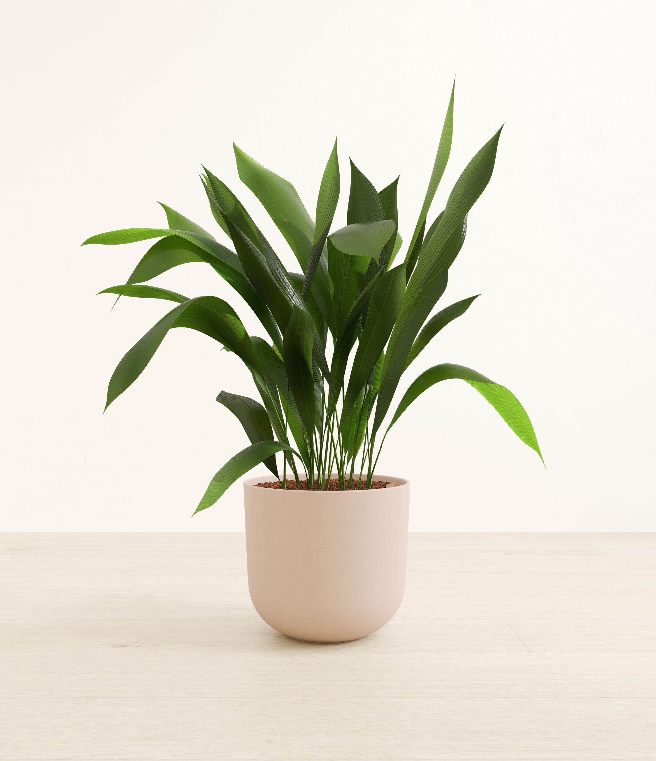 Cast Iron Plant plant