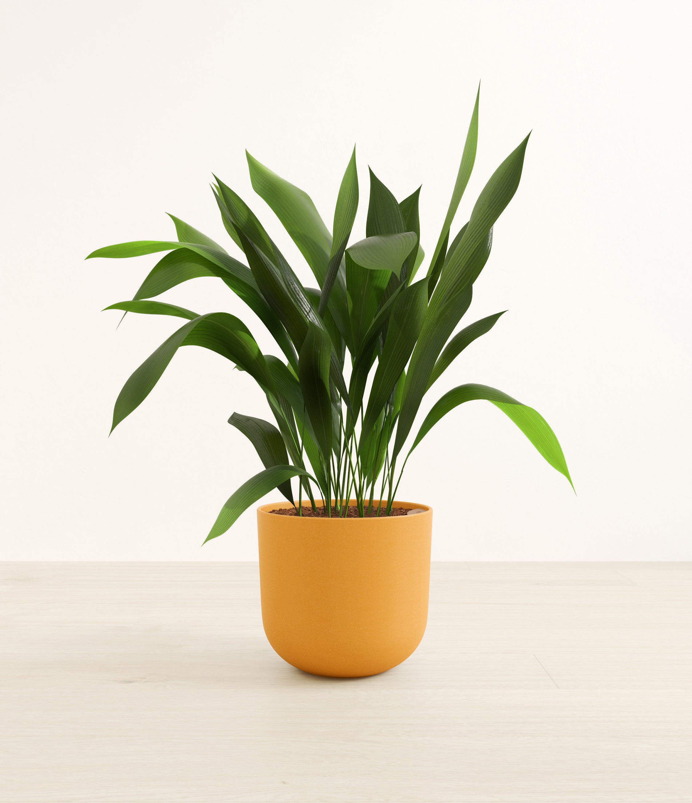 Cast Iron Plant plant
