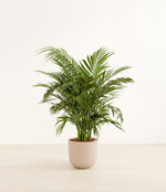 Cat Palm plant