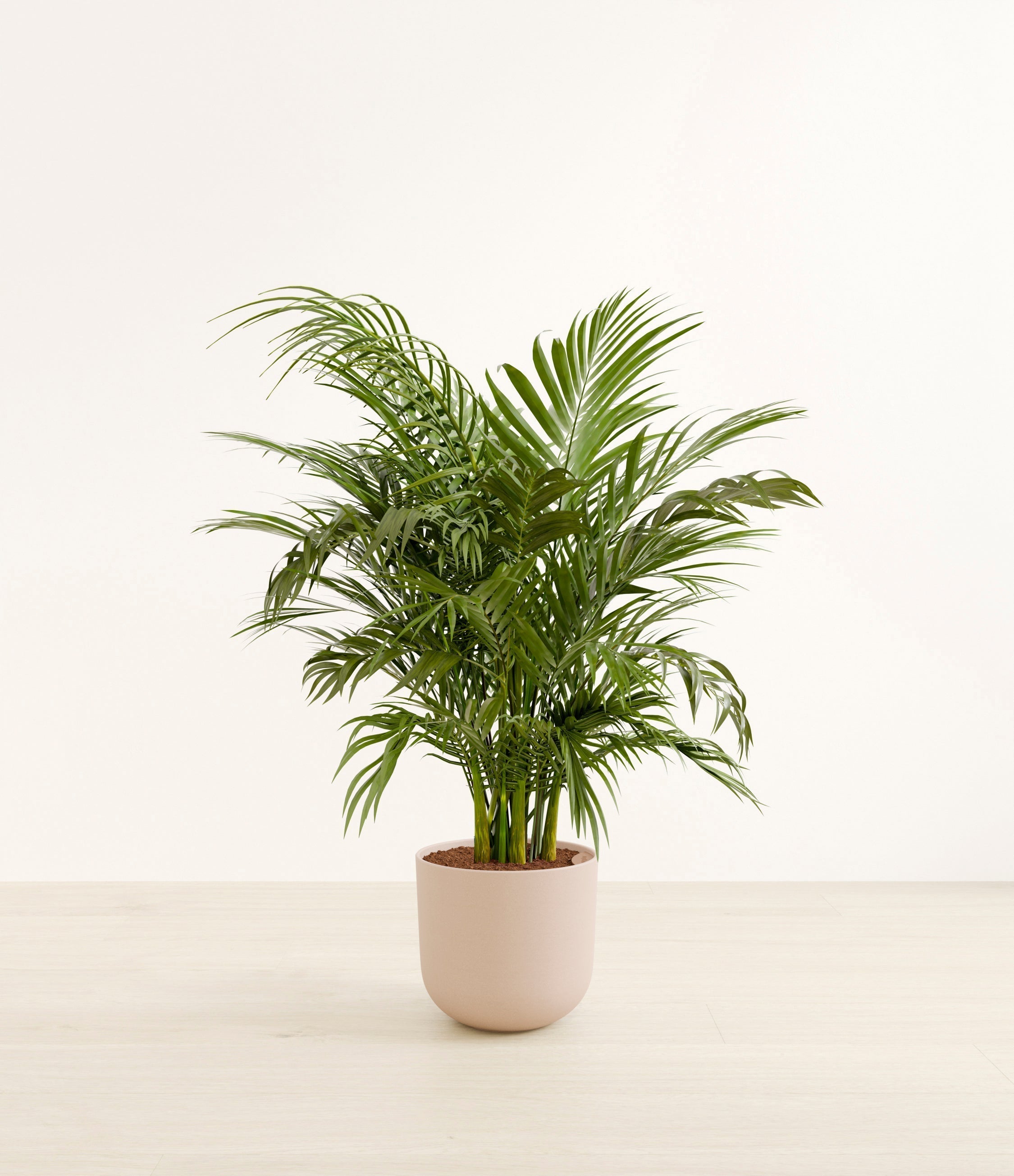 Cat Palm plant