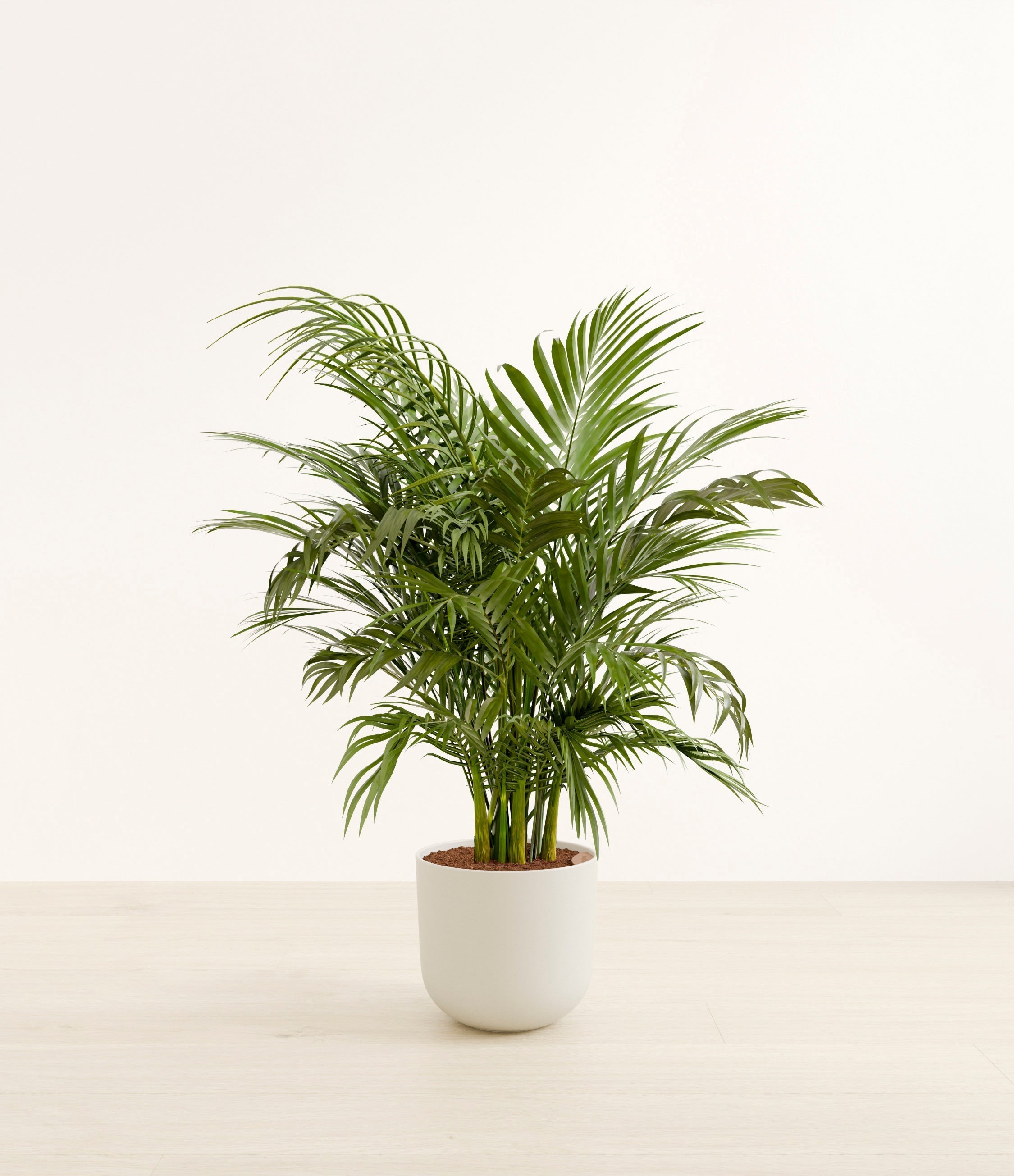 Cat Palm plant