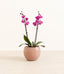 Dark Pink Orchid plant