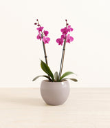 Dark Pink Orchid plant