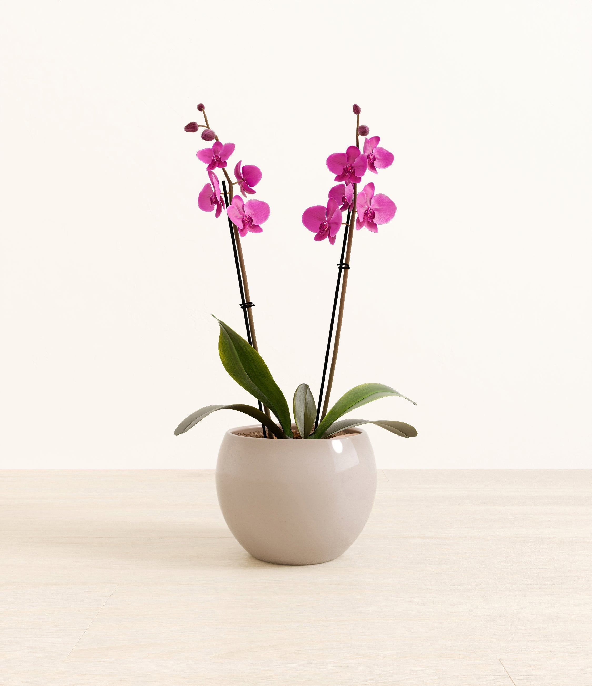 Dark Pink Orchid plant