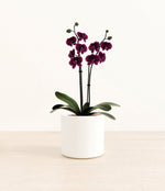 Dark Purple Orchid plant