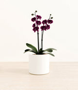 Dark Purple Orchid plant