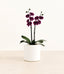 Dark Purple Orchid plant