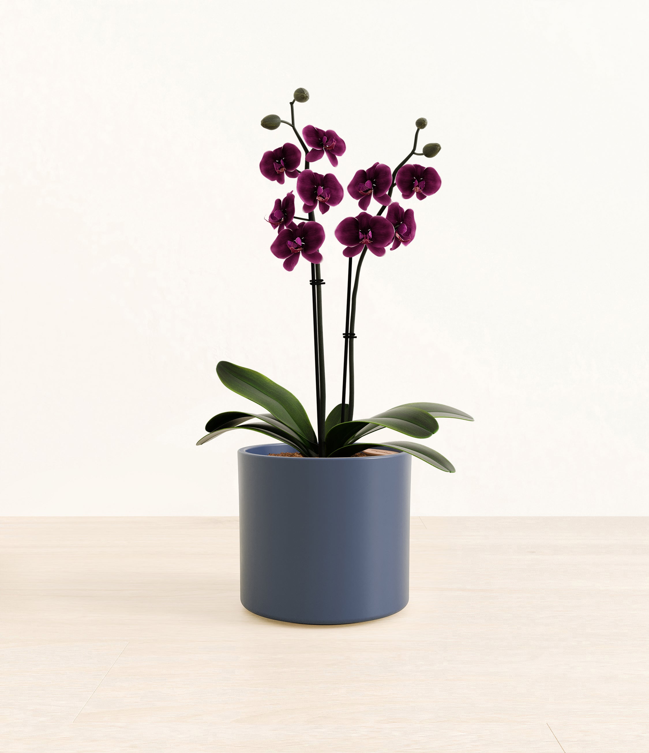 Dark Purple Orchid plant