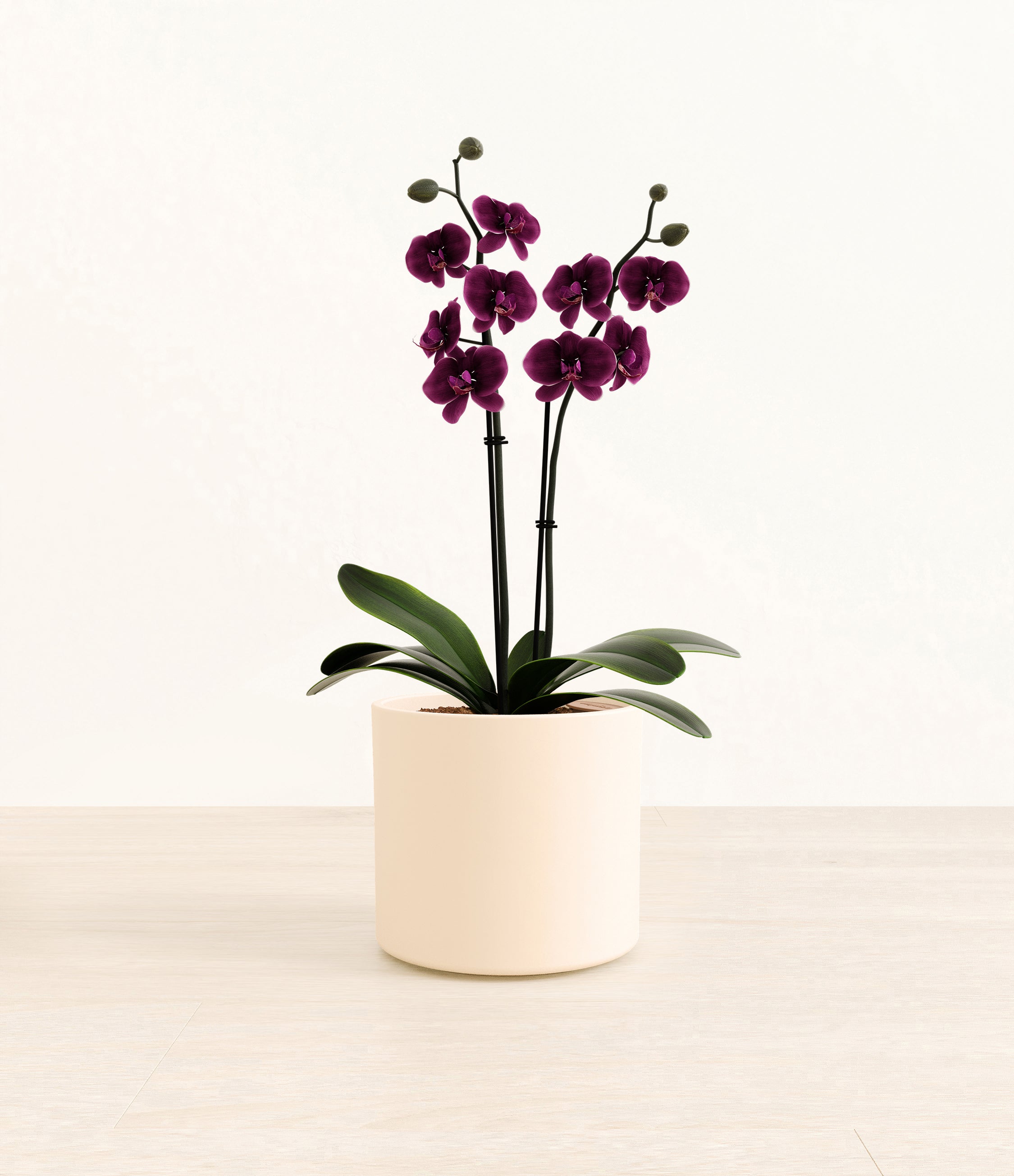 Dark Purple Orchid plant