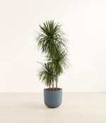 Dracaena Bicolor plant