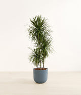 Dracaena Bicolor plant