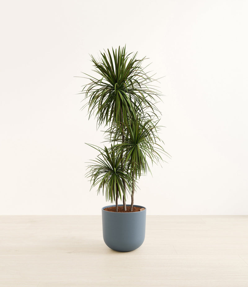Dracaena Bicolor plant