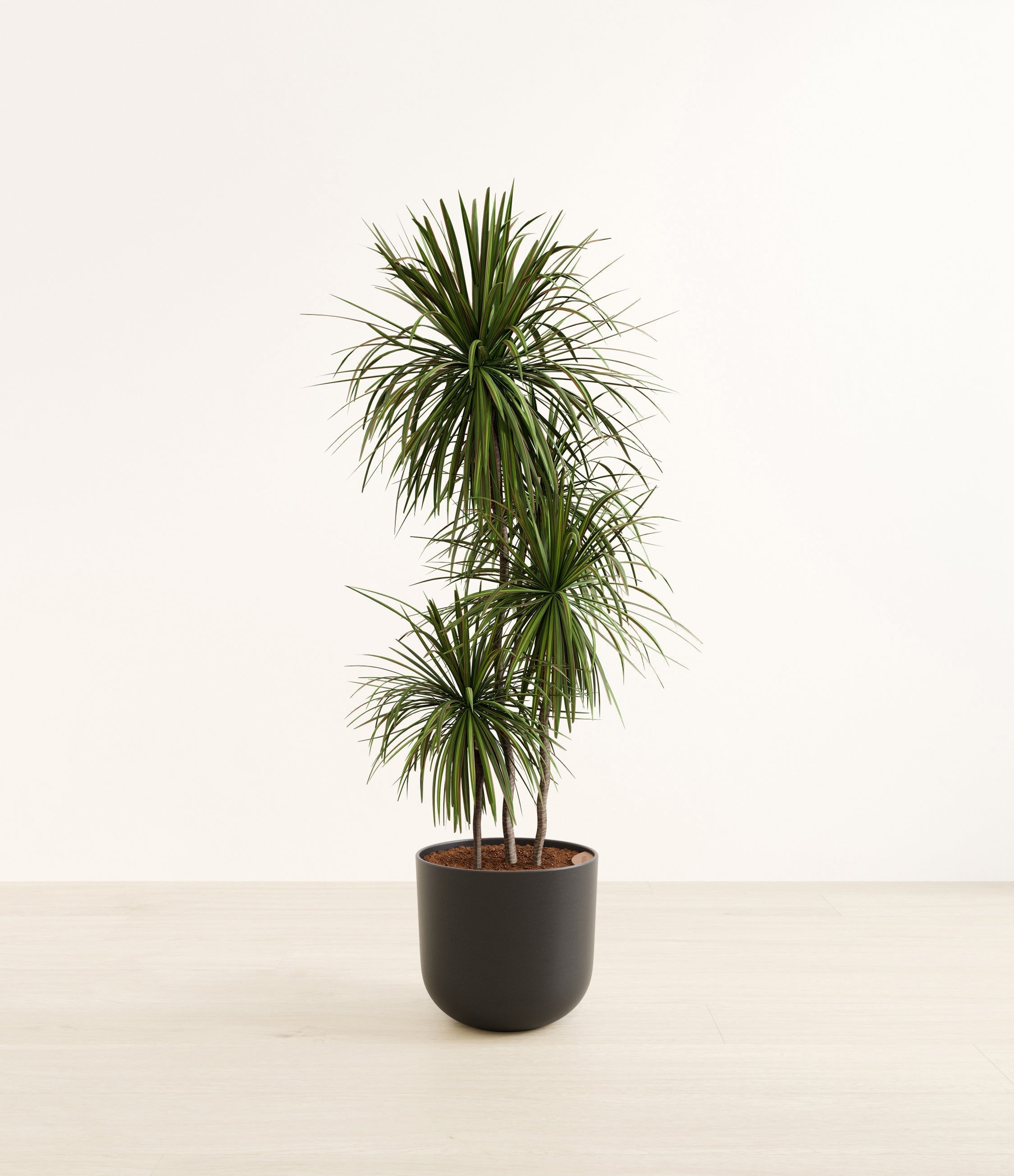 Dracaena Bicolor plant