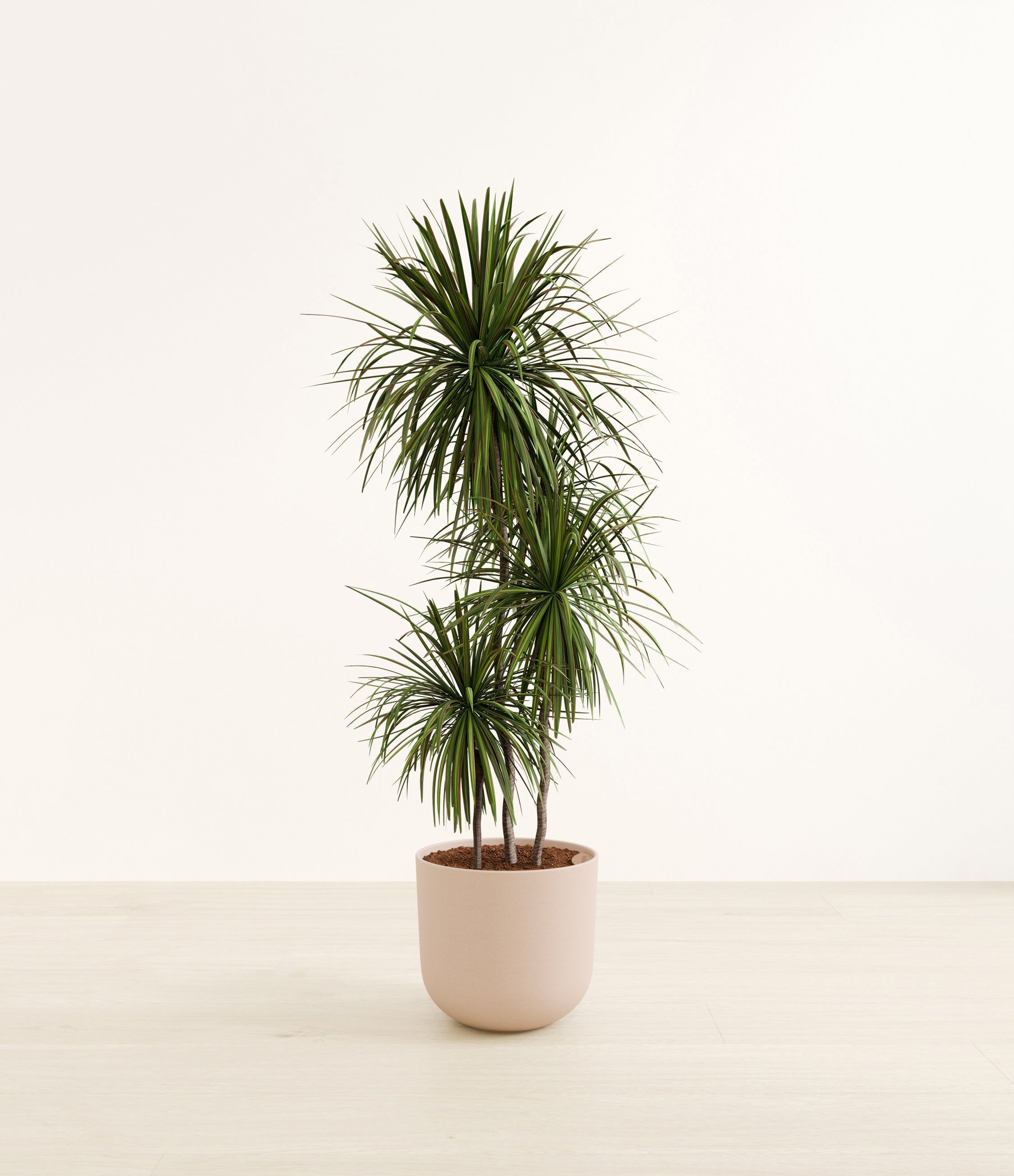 Dracaena Bicolor plant