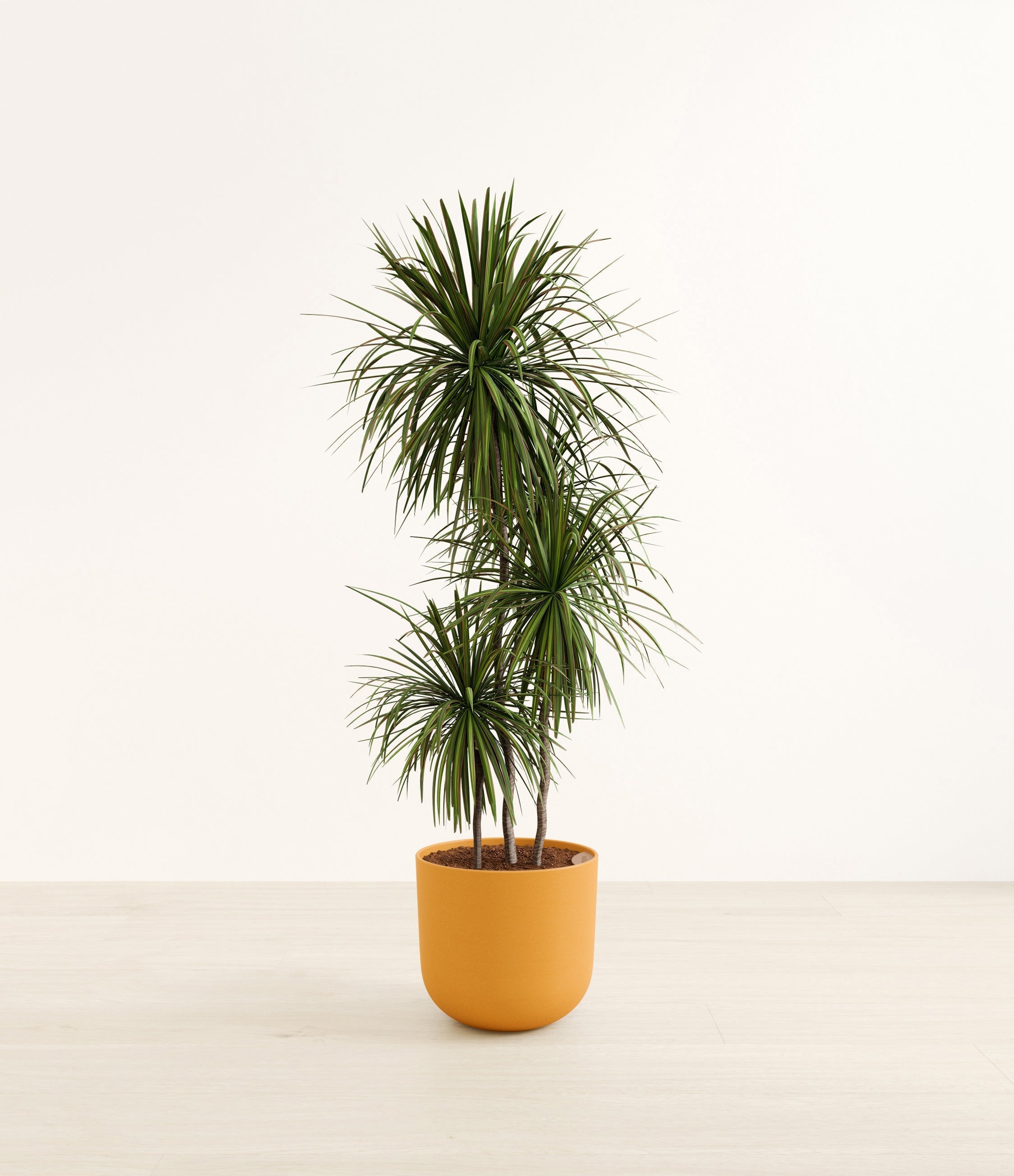 Dracaena Bicolor plant