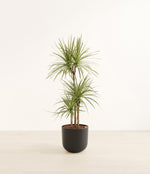 Dracaena Kiwi plant
