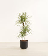 Dracaena Kiwi plant