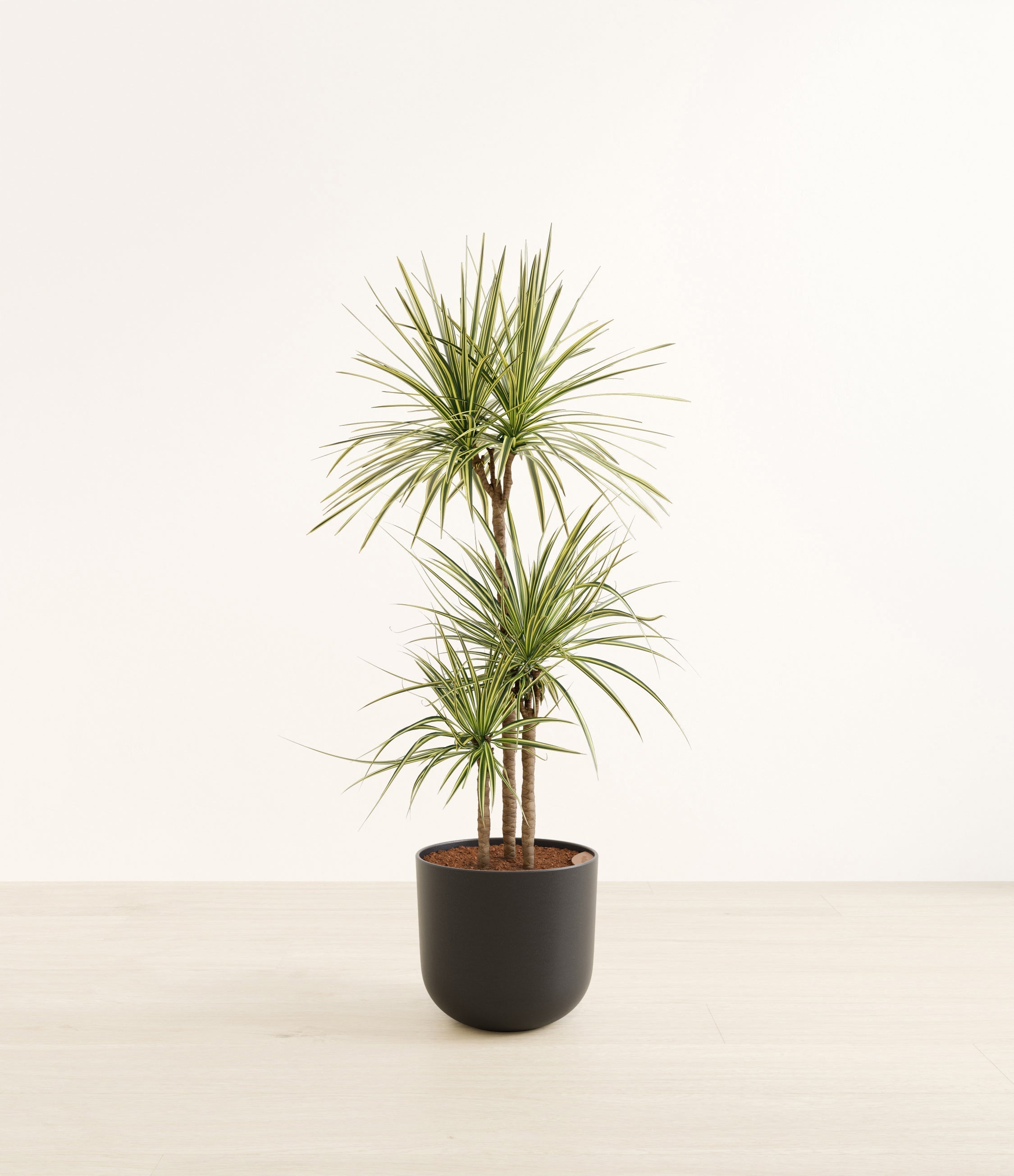 Dracaena Kiwi plant