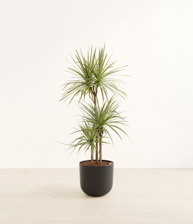 Dracaena Kiwi plant