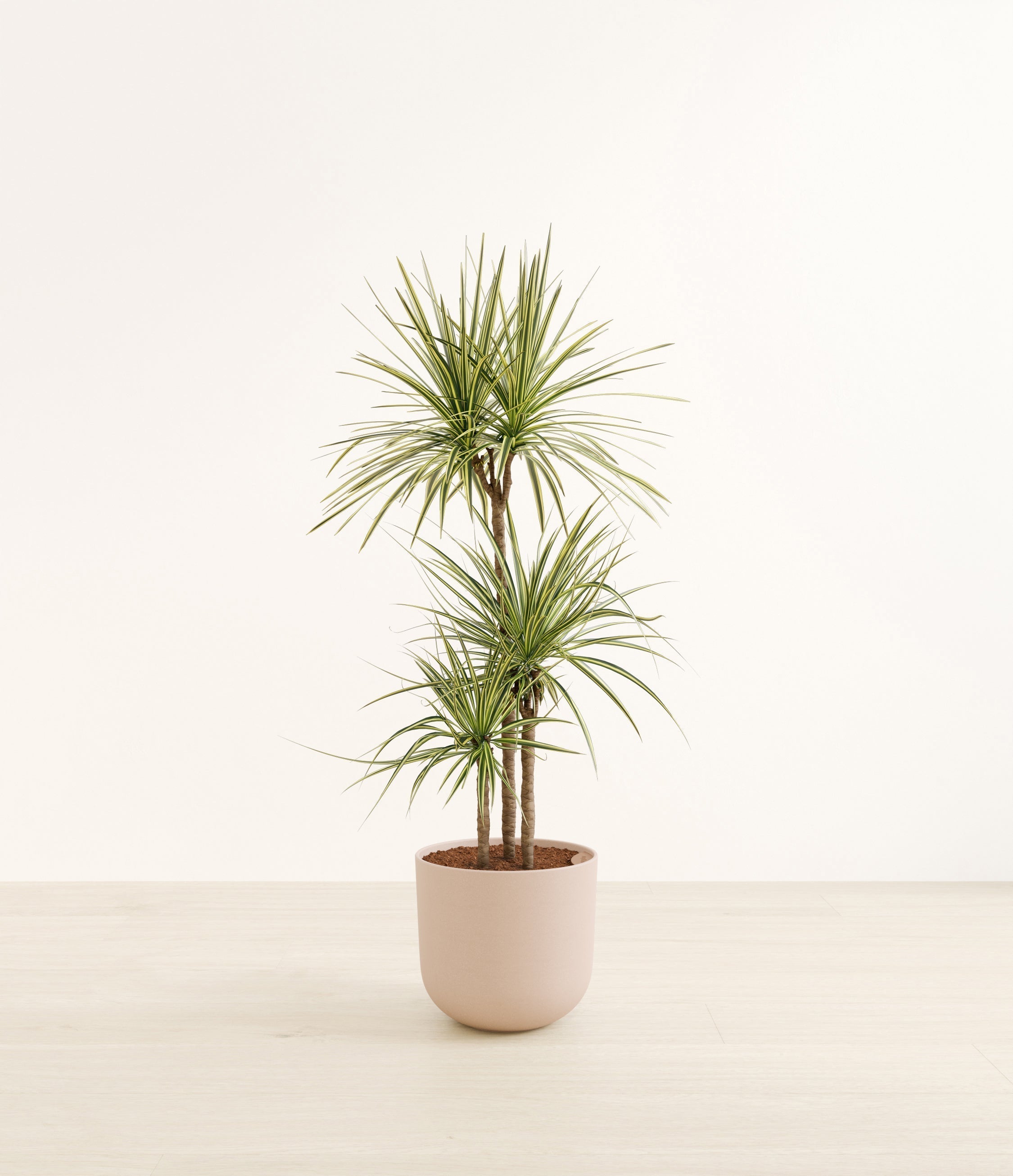 Dracaena Kiwi plant