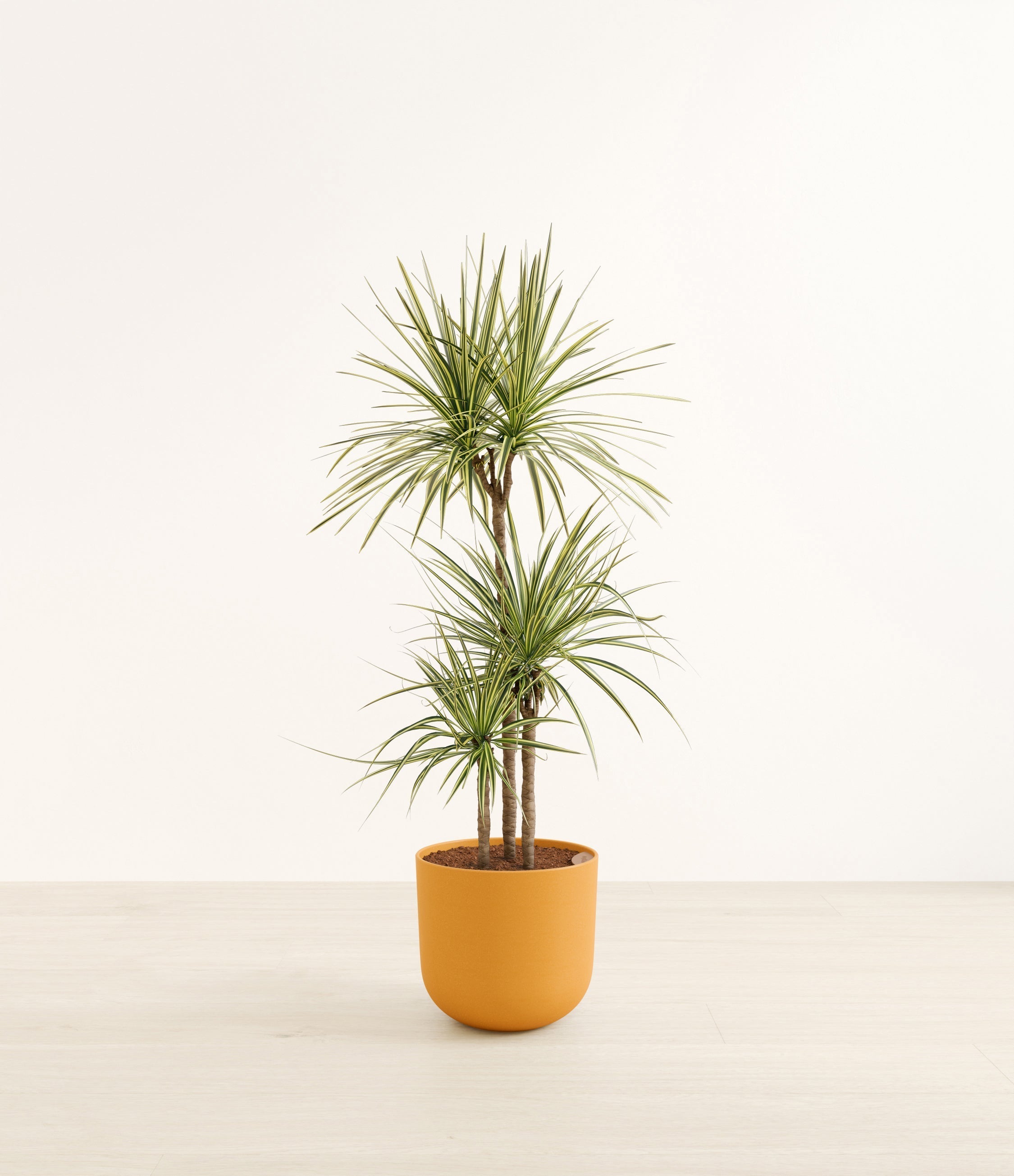 Dracaena Kiwi plant