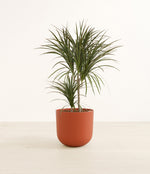 Dracaena Magenta plant