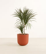 Dracaena Magenta plant