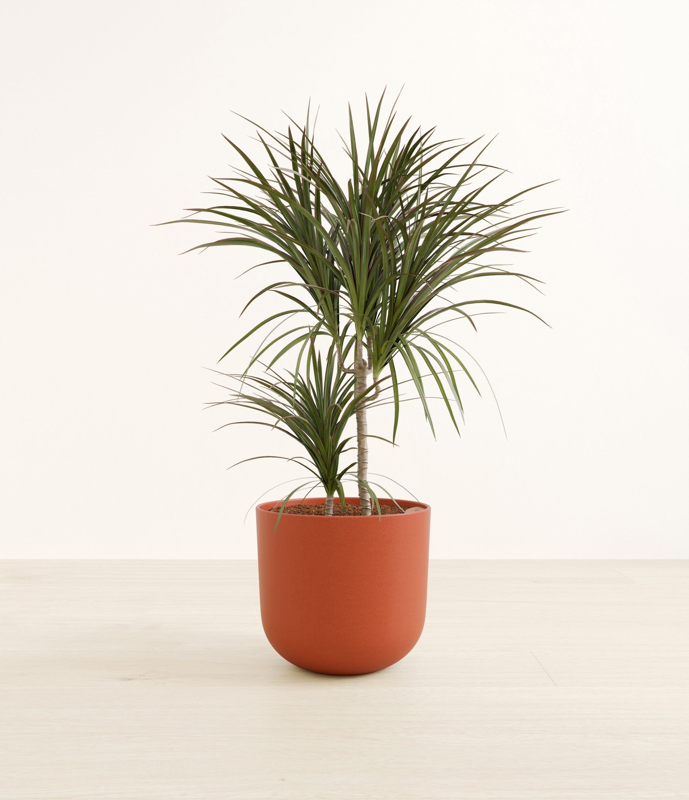 Dracaena Magenta plant
