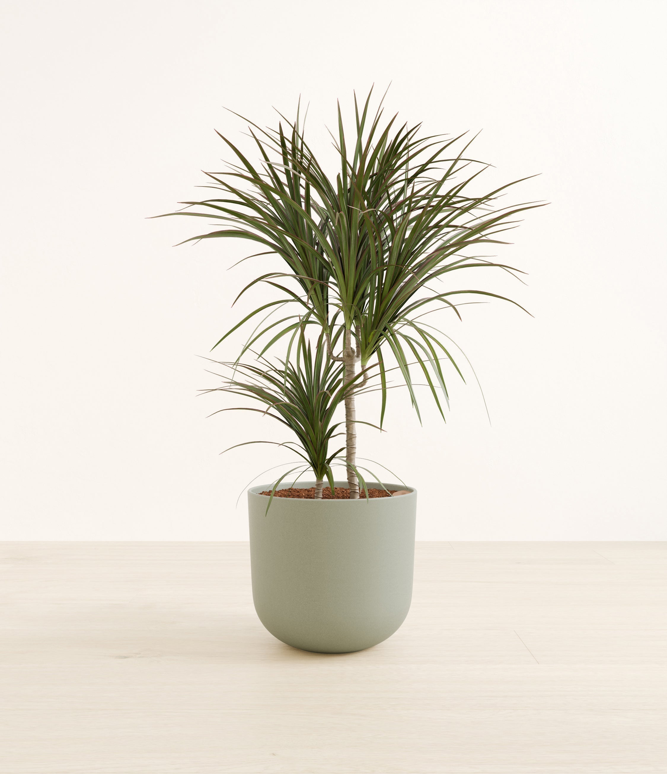 Dracaena Magenta plant