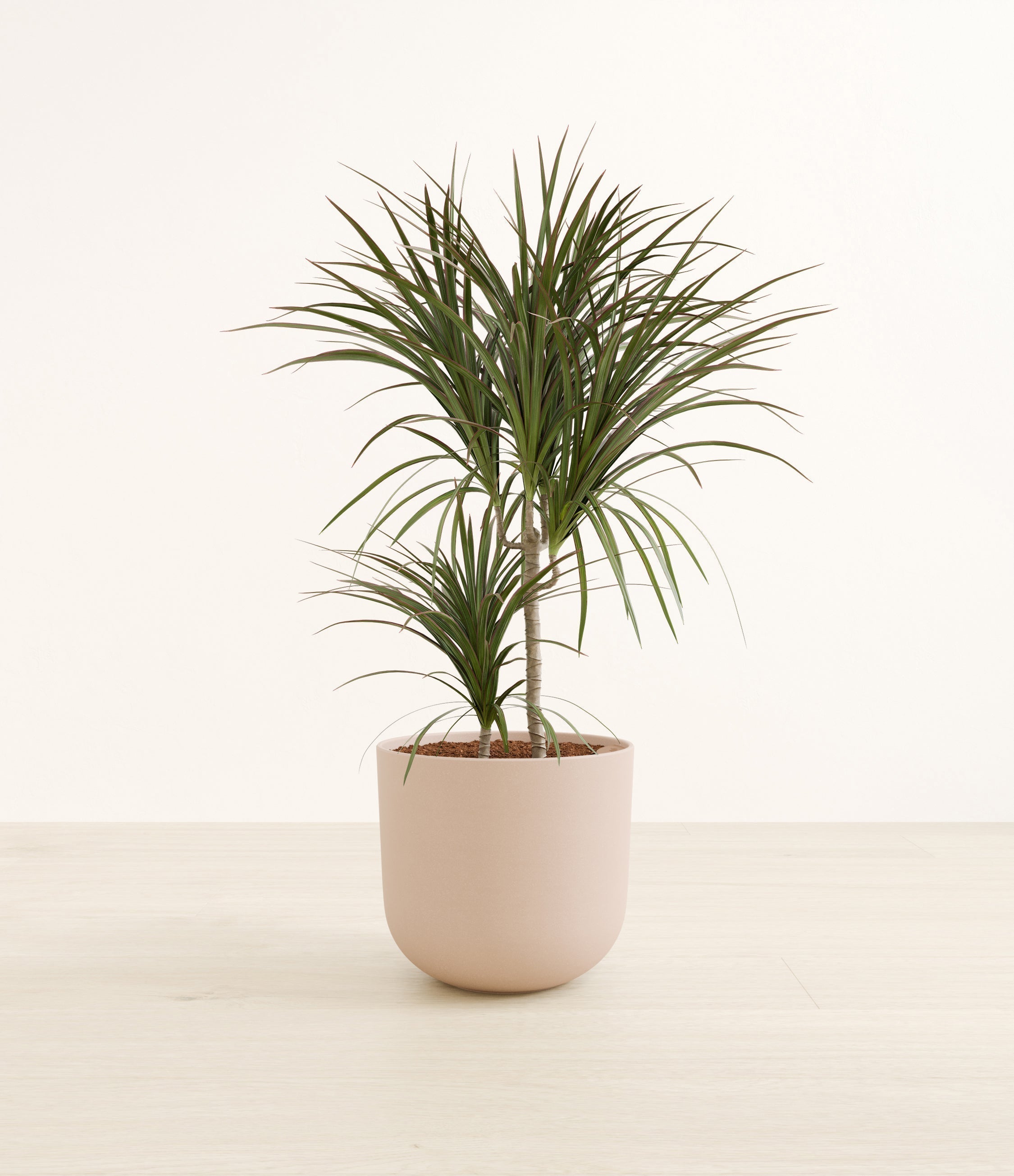 Dracaena Magenta plant