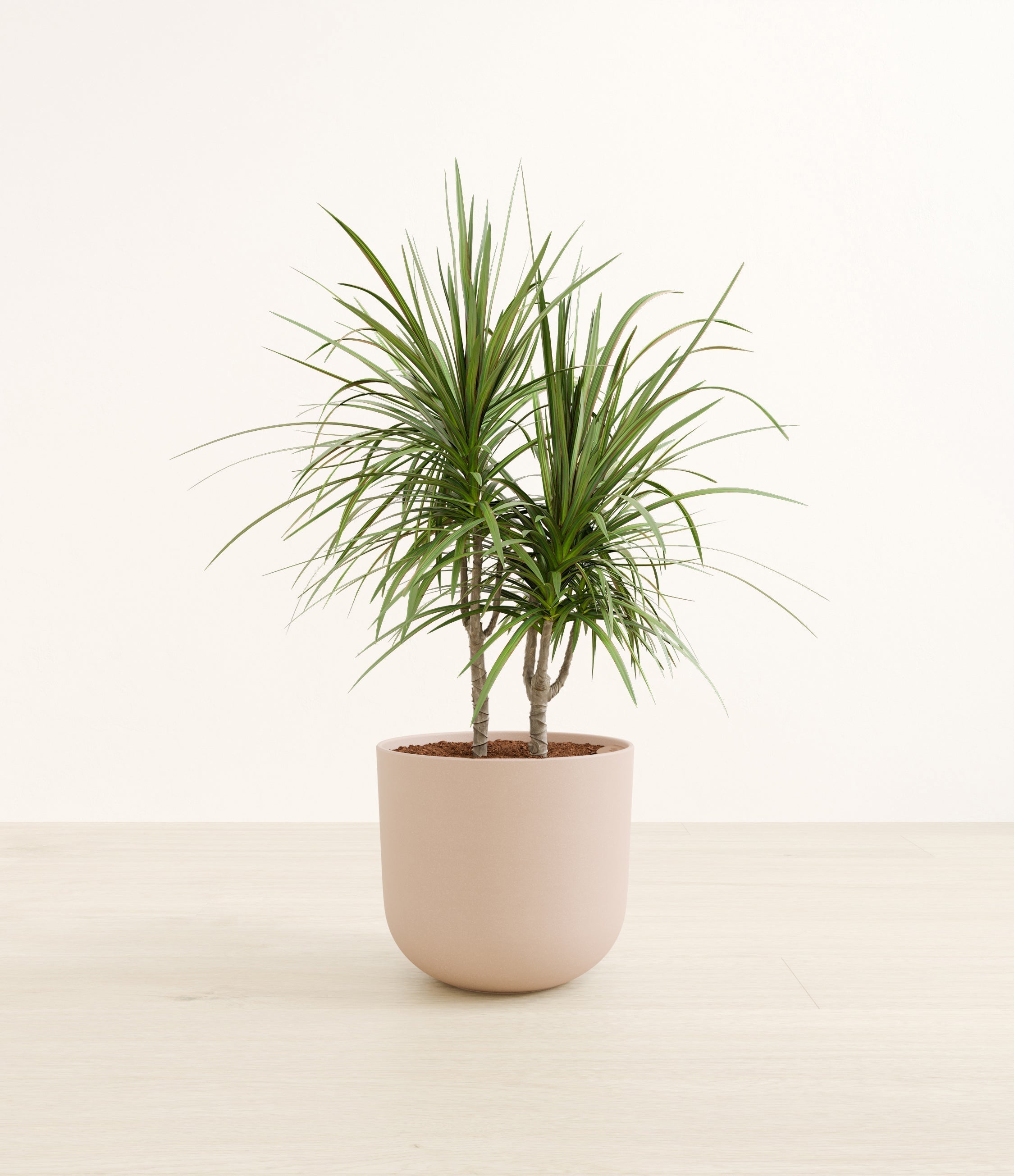 Dracaena Marginata plant