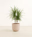 Dracaena Marginata plant