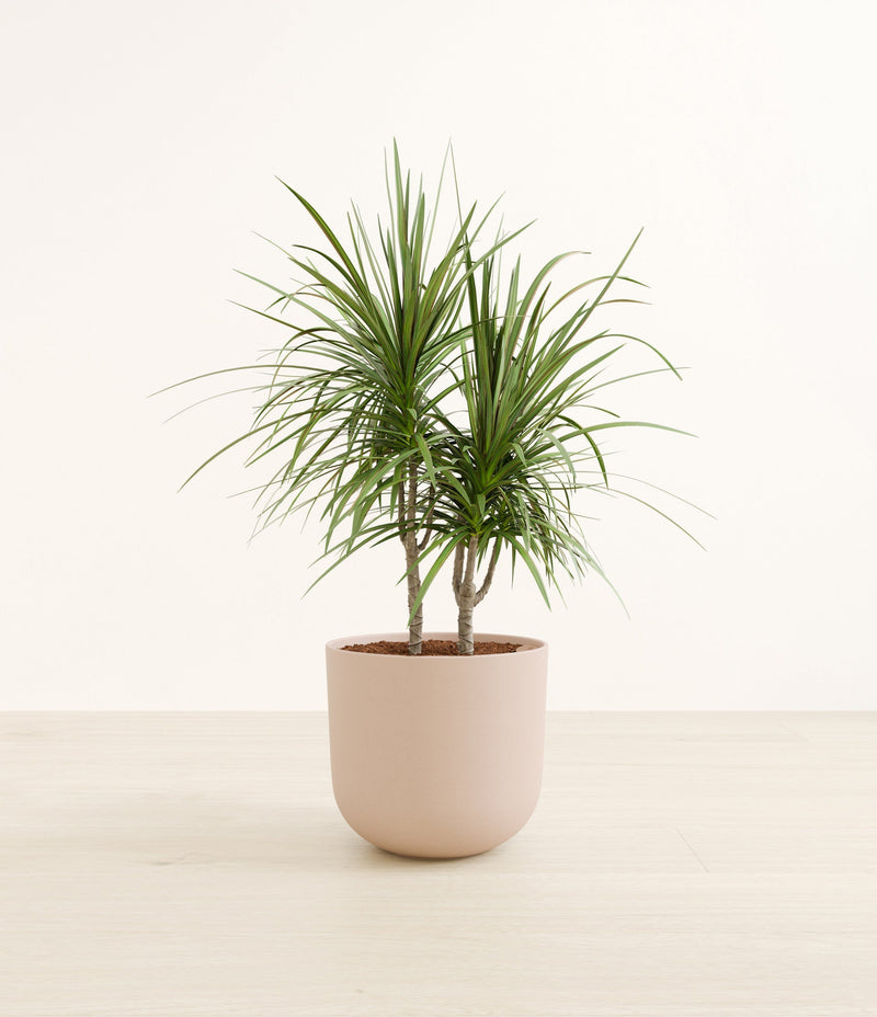 Dracaena Marginata plant