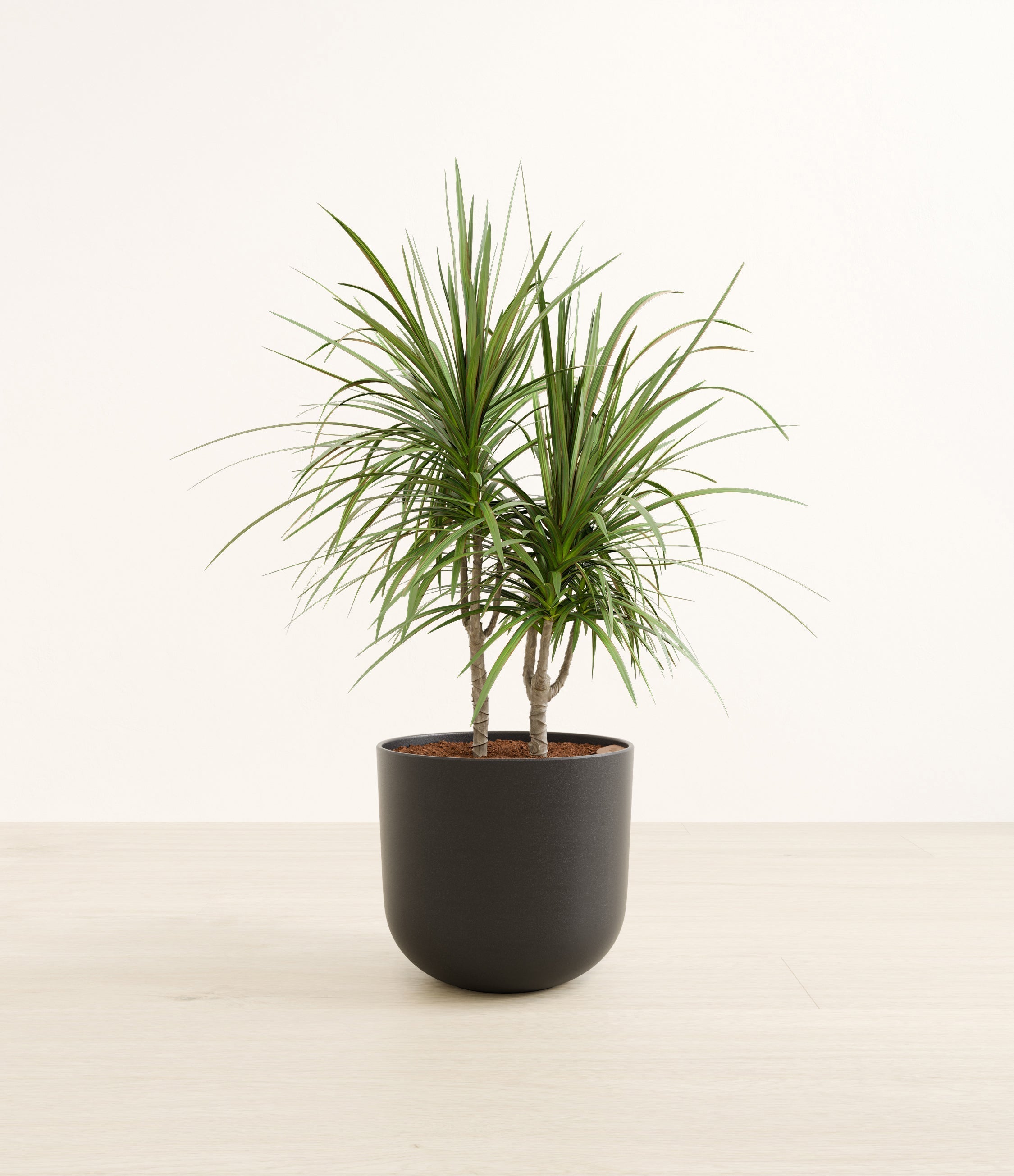 Dracaena Marginata plant