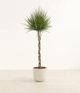 Dragon Tree Braided plant