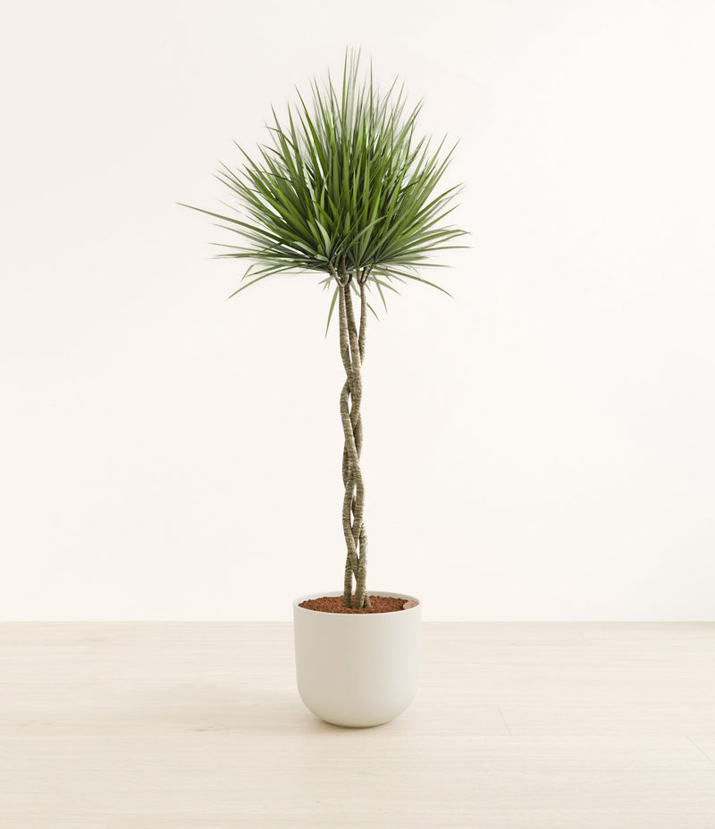 Dragon Tree Braided plant