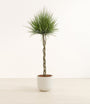 Dragon Tree Braided plant