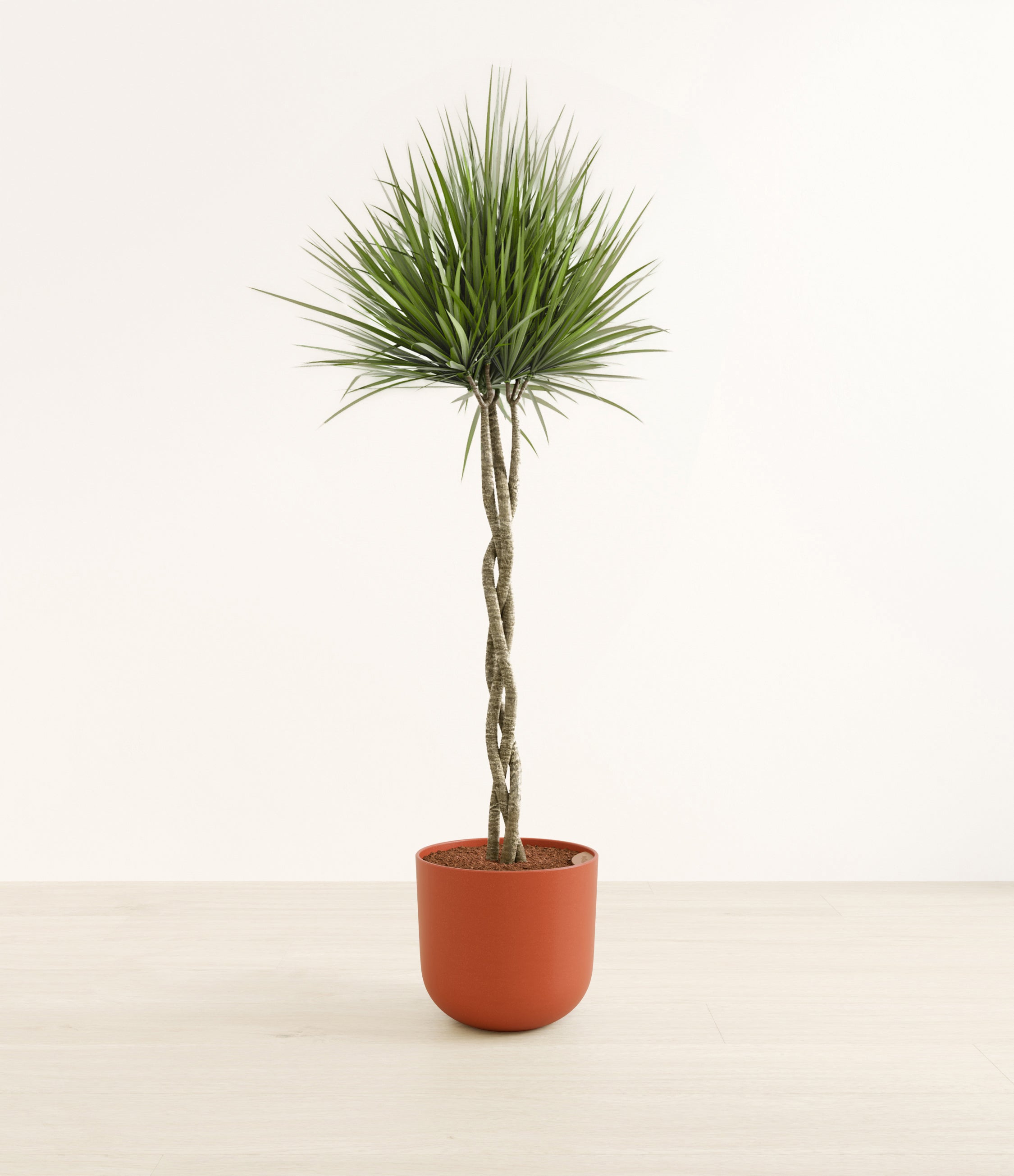 Dragon Tree Braided plant