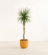Dragon Tree Open Weave plant
