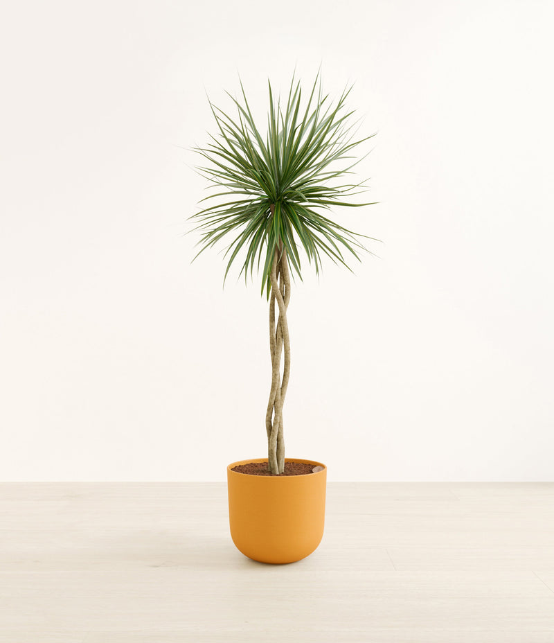 Dragon Tree Open Weave plant