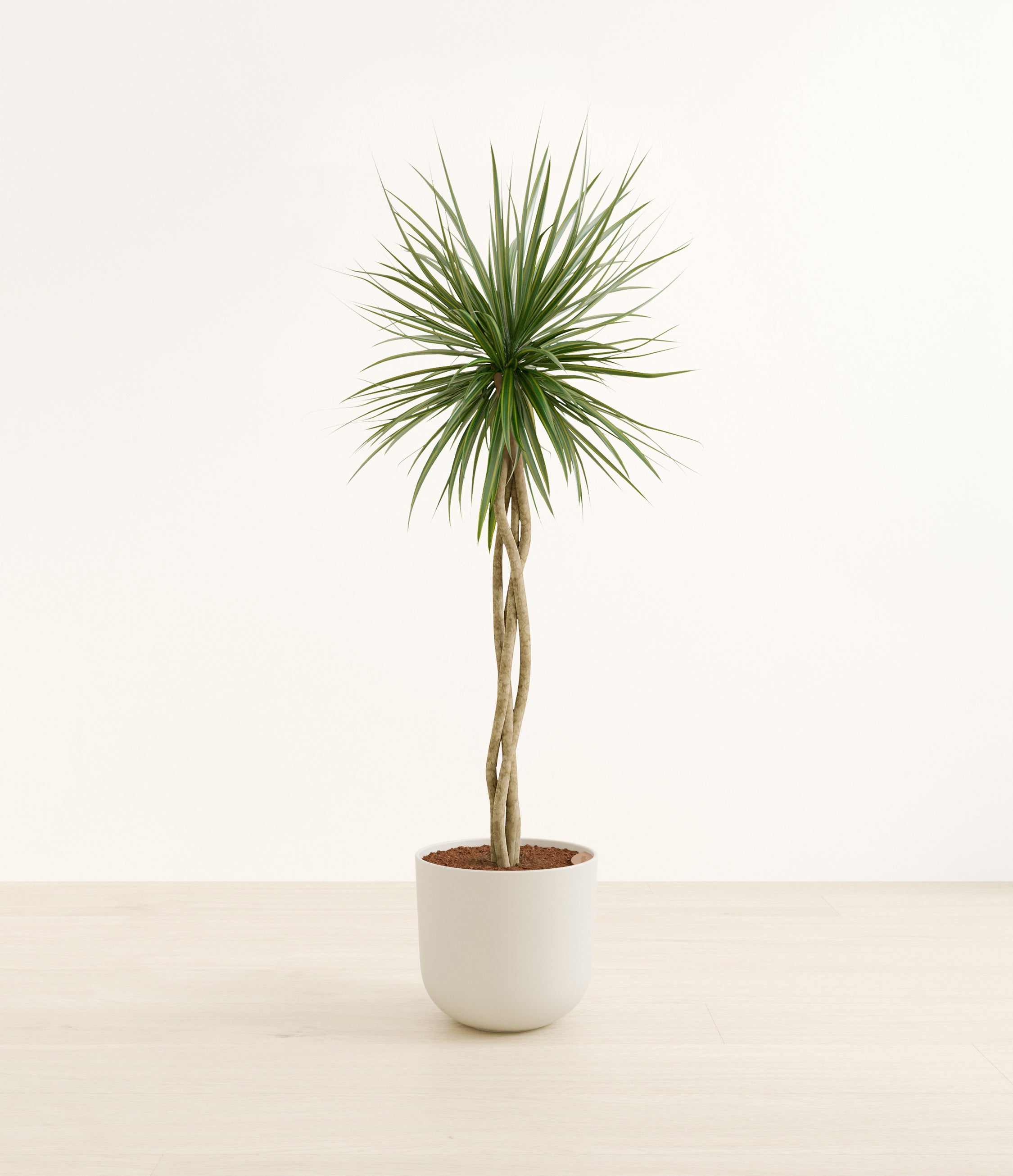 Dragon Tree Open Weave plant