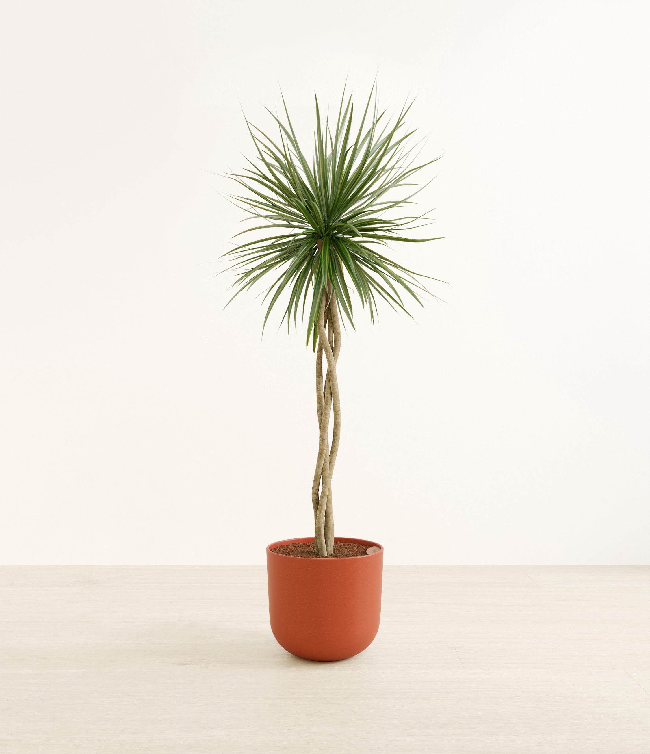 Dragon Tree Open Weave plant